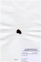 藏品(縱胞藻)的圖片